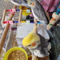 عروس هلندی سخنگو (کردی و فارسی)