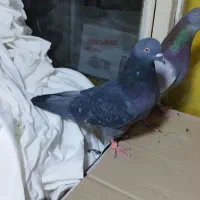 کبوتر پرشی.2عدد.نروماده.ازبلندی گرفتم|پرنده|تهران, مولوی|دیوار