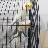 عروس هلندی