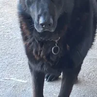 باسلام خدمت سروران گرامی یه قلاده سگ ژرمن بلک نر