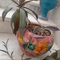 گلدان گل موسی درگهواره