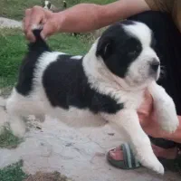 واگذاری توله آلابای ترکمنستان سه و پانصد