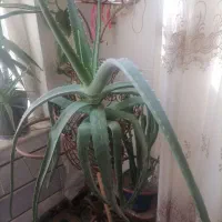 گل آلوئه ورا معاوضه با مرغ عشق|گل و گیاه طبیعی|اصفهان, محمودآباد|دیوار