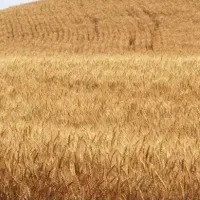 زمین کشاورزی بستان آباد مفت