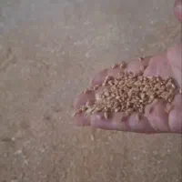 نهاد های دامی(گندم،ذرت،سویا)