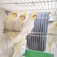 عروس هلندی