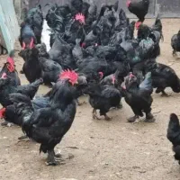 مرغ و خروس سیاه وسفید جهت قربانی|حیوانات مزرعه|مشهد, عامل|دیوار