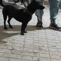 سگ پاکوتاه گرگی