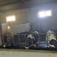 گوساله|حیوانات مزرعه|شهرکرد, |دیوار