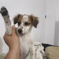 توله‌سگ خیلی ناز و سرحال  آماده واگذاری