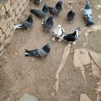 یه بوم کبوتر پور|پرنده|بن, |دیوار