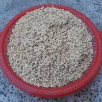 خرید تخم نارنج