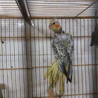 عروس هلندی گل باقالی ماده