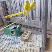 مرغ عشق|پرنده|تبریز, |دیوار