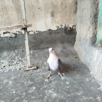 کلسفید|پرنده|قم, چهل اختران|دیوار