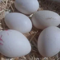 تخم نطفه دار سیبرایت
