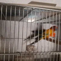 شاه طوطی، خورشیدی،راهب،گرینچیک،سانچیک