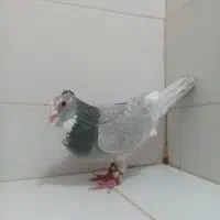 ۲ تا نر نقره ای پلنگ پدر و پسر|پرنده|کرمان, |دیوار