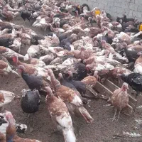 بوقلمون اورگانیک