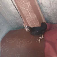 یک عدد مرغ نژاد گلین