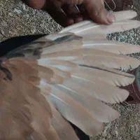 نر و ماده سیدی کاکلی|پرنده|شوشتر, |دیوار