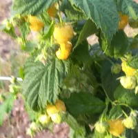 نهال گُلد رزبری (طلایی)