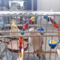 عروس هلندی نر وماده|پرنده|اصفهان, کشاورزی|دیوار