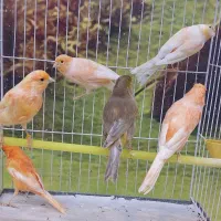 ۸۰ عدد قناری|پرنده|کاشان, شهرک ولیعصر|دیوار