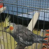 عروس هلندی|پرنده|رشت, حمیدیان|دیوار