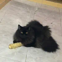 گربه|گربه|بندرلنگه, |دیوار