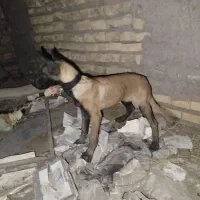 مالینیوزاصل.۳ماهه سالم سرحال