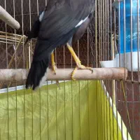 مرغ مینا|پرنده|خمینی‌شهر, |دیوار