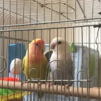 طوطی برزیلی|پرنده|سنقر, |دیوار