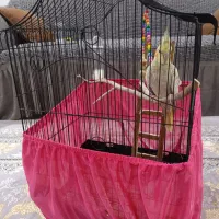 عروس هلندی ماده