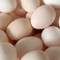 تخم مرغ دو زرده