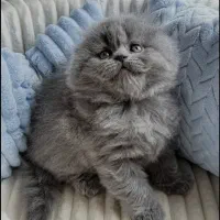 گربه بریتیش لانگ هیر با اصالت