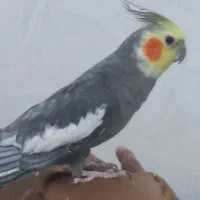 دو عدد عروس هلندی نر|پرنده|شاهین‌شهر, عطار|دیوار