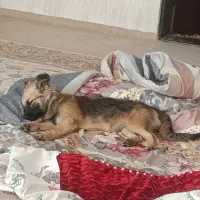 واگذاری رایگان پامرانین روباهی ماده