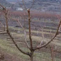 کار با تمامی دستگاه های کشاورزی