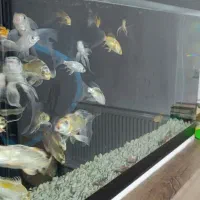 آکواریوم شیشه خم و ماهی کوی|ماهی|قم, بنیاد|دیوار