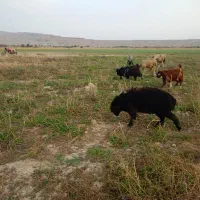 میش جوان داشتی