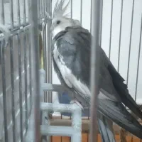 فروش ۲ عدد نر و ماده عروس هلندی باقفس بزرگ|پرنده|تهران, کوی نصر مهرآباد|دیوار