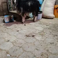 بزغاله نر|حیوانات مزرعه|کاشان, دشت لتحر|دیوار