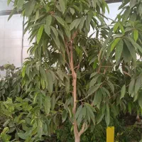 همکاری با نصفه کار گیاهان آپارتمانی در گلخانه|استخدام صنعتی، فنی، مهندسی|تهران, میدان میوه و تره‌بار مرکزی|دیوار