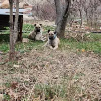 سگ سرابی|سگ|زرقان, |دیوار