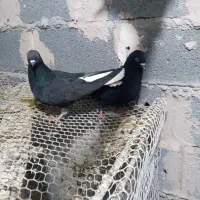 دم سفید  ماده