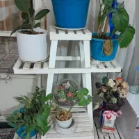 قالی،پایه گل،کمدلباس|فرش|مشهد, کوی سیدی|دیوار