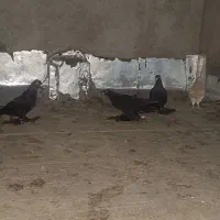 کفتر لوتی سیاه و کله زر