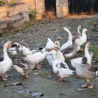 حیوانات|حیوانات مزرعه|رشت, استادسرا|دیوار