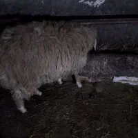 بره توغلی کیلویی ۶۵۰تومان